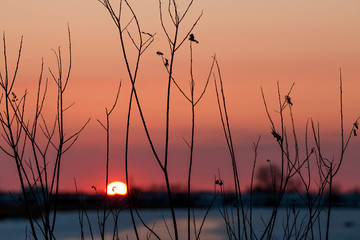 Fototapeta premium осенние деревья ветки