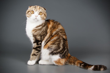 Scottish fold shorthair cat on colored backgrounds