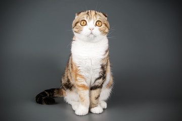 Scottish fold shorthair cat on colored backgrounds