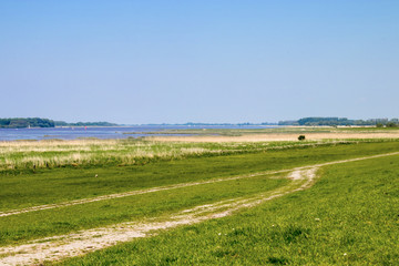 Fototapeta na wymiar Landschaft an der Elbe in Schleswig-Holstein