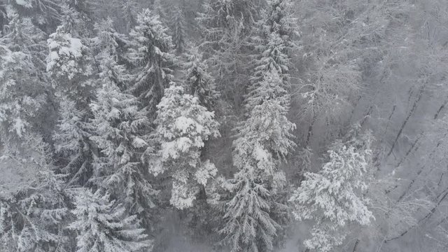 AERIAL: Flying over the remote snow covered forest in the middle of a blizzard. Cool view from above of spruce and pine trees during a snowstorm. Cold winter weather in the woods. Snowy treetops.