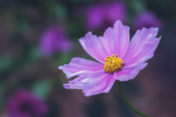 Fototapeta premium Garden cosmos flower - Cosmos bipinnatus - head close-up in a forest mate colors