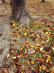 桜の木と落ち葉