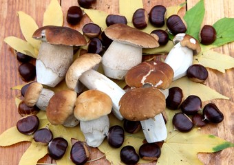 Fototapeta premium cueillette d'automne,cèpes de bordeaux et châtaignes