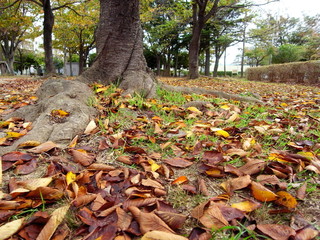 枯れ葉散る公園風景
