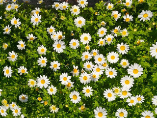 Natural and background concept. White daisy flowers and green bush growing up in the garden. Top view field spring flowers. Full frame.