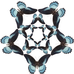 Pattern of blue butterfly