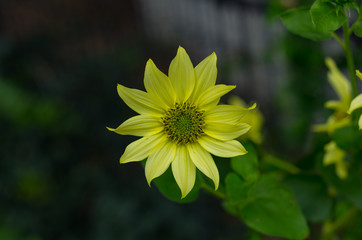 淡く薄い黄色のヒマワリ