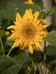 Soleil Jaune d'or
