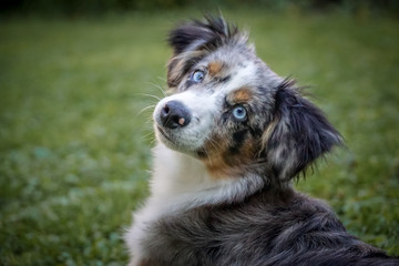 Fototapeta premium Dog, Miniature Australian Shepherd Puppy