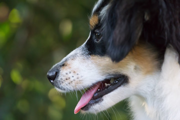 Dog, Miniature Australian Shepherd Puppy