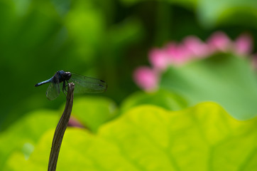 シオカラトンボ