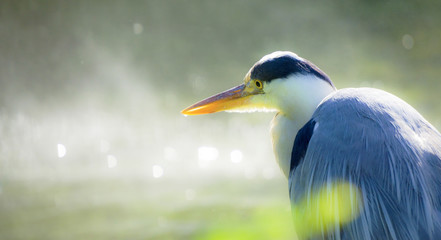 great grey heron portrait