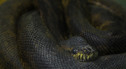 snake