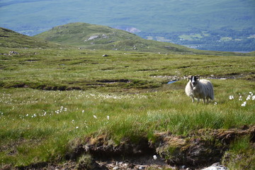 Scottish Blackface Sheep with idyllic summer mountains landscape, Highlands, Scotland, United Kingdom