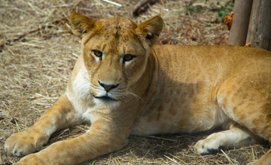 lion