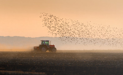 Fototapeta premium Plowing of stubble field