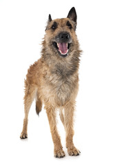 belgian shepherd laekenois