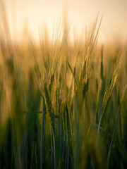 Sunset over the grain field. Golden hour and field with grain. Grain closeup.