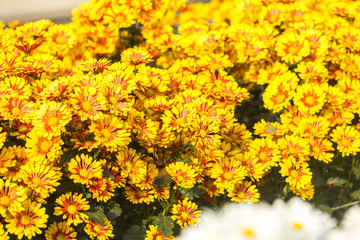 Flowers, flowers chrysanthemum, Chrysanthemum wallpaper 