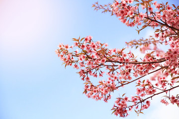 Chiangmai Thailand wild himalayan cherry prunus cerasoides in Doi-Khun-Wang.Sakura flowers blooming nature backgroundon .