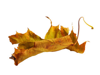 Naklejka premium Autumn maple branch with leaves isolated on background