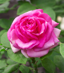 Beautiful pink rose with  leaves in  summer garden