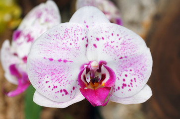 Beautiful pink orchid branch variety Phalaenopsis