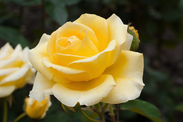 Beautiful yellow rose with  leaves in  summer garden