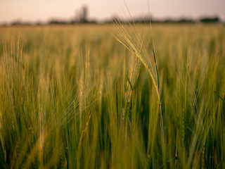 Obraz premium Sunset over the grain field. Golden hour and field with grain. Grain closeup.