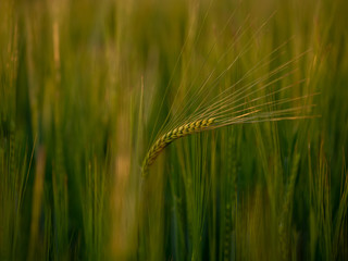 Sunset over the grain field. Golden hour and field with grain. Grain closeup.