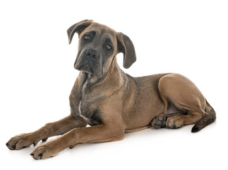 Obraz premium puppy italian mastiff
