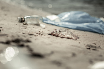 Dirty river. Close up of dead fish and empty glass alcohol bottles laying ashore the dirty river...