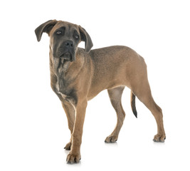 puppy italian mastiff