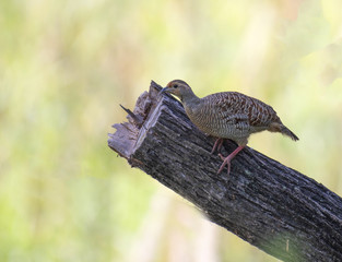 Grey francolin