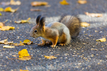 The squirrel playing in the park looking for seeds, nuts and acorns during the sunny autumn day