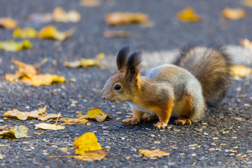 Naklejka na ściany i meble The squirrel playing in the park looking for seeds, nuts and acorns during the sunny autumn day