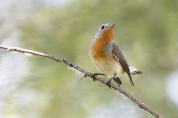 Red breasted flycatcher