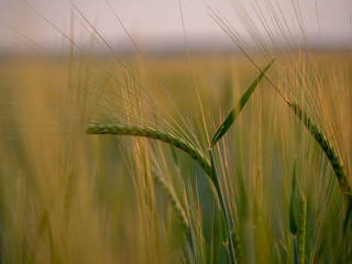 Sunset over the grain field. Golden hour and field with grain. Grain closeup.