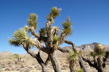 ジョシュアツリーとカリフォルニアの大地