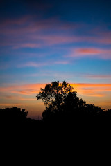 Tree against the sky after sunset