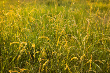 Green grass on a sunny day