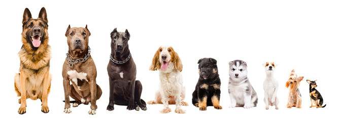 Dogs of different breeds sitting together isolated on white background