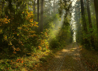 Naklejka premium jesień w lesie Warmii