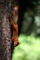 Concept of animals in wildlife. Amazing photo of cute red squirrel with big fluffy tail hangs high on tree trunk. Animal at sunny summer day and green forest background. Close up squirrel perspective.