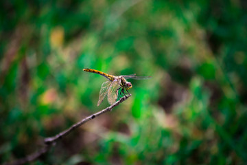 Fototapeta na wymiar Dragonfly sitting on a twig
