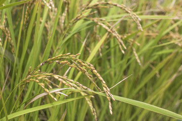 rice field. harvest season of rice.