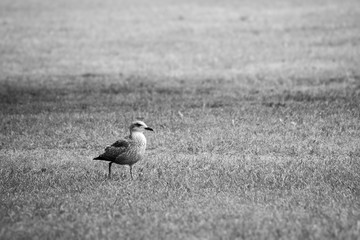Black and white bird in the grass