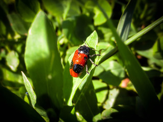 Ladybug on green grass