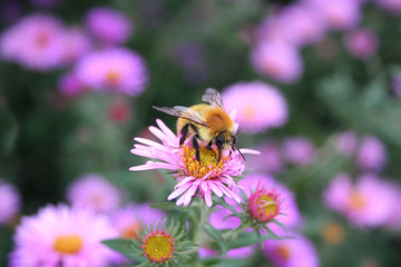 Beautiful honey bee collecting nectar on a PInk Aster Frikarti flower in the garden
